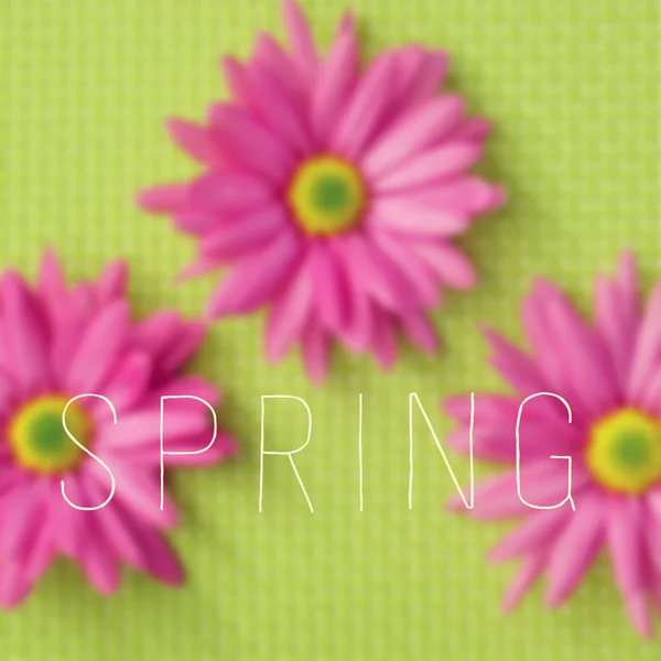 Gerbera daisies and the word spring — Stock Photo, Image