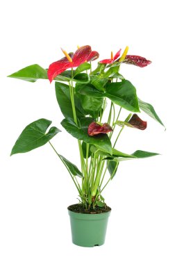 Flamingo lily bitki