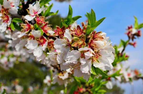 A teljes pompájában virágzó mandulafa — Stock Fotó