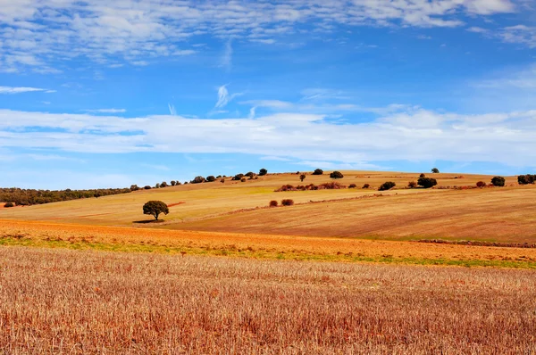 Cornfield landscape in the province of Soria — Stock Photo, Image