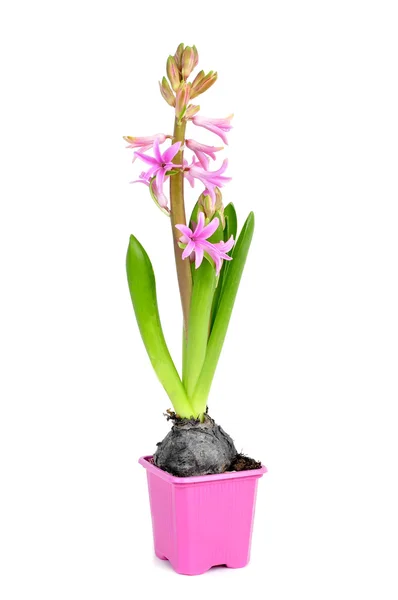 Pink hyacinth plant — Stock Photo, Image