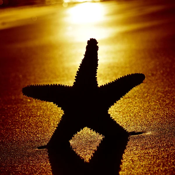 Seastar on the shore of a beach — Stock Photo, Image