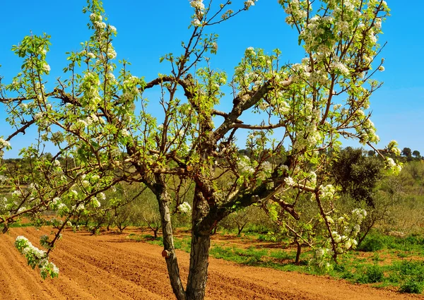 Cherry tree in full bloom — Stock Photo, Image