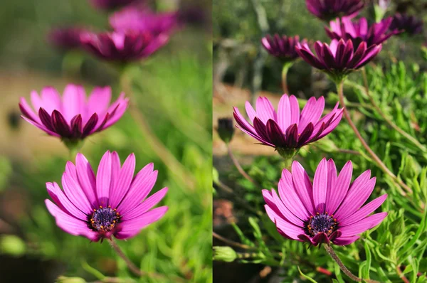 Purple flowers shot with different apertures — Stock Photo, Image