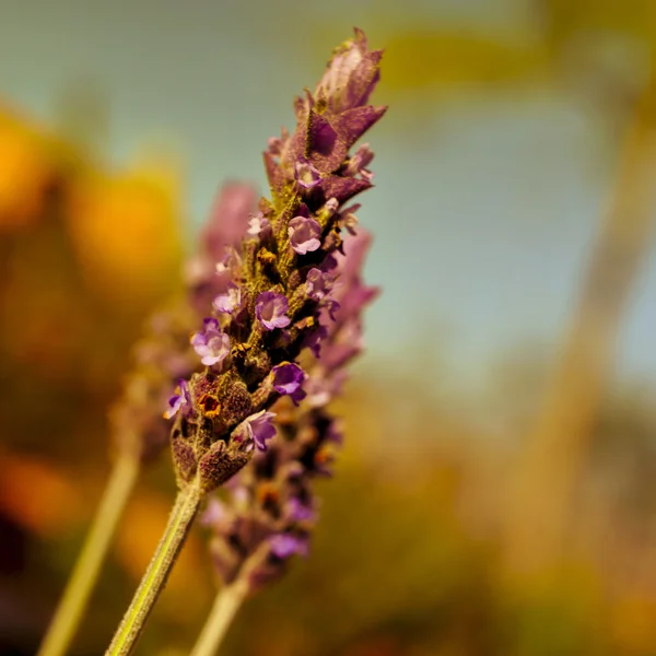 Lavender flowers, with a filter effect — Stock Photo, Image