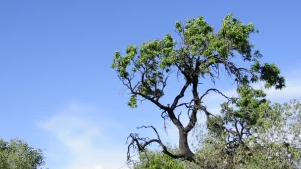 Las ramas de un árbol movido por el viento — Vídeos de Stock