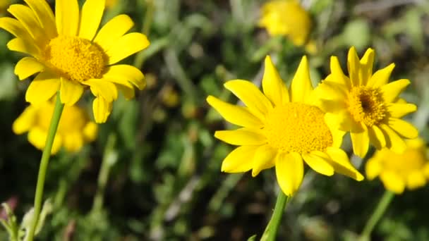 Wild madeliefjes bewegen in de wind — Stockvideo