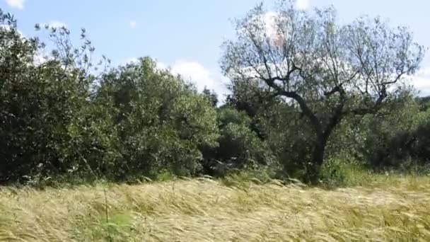 Paisaje de espigas de hierba y olivos — Vídeo de stock