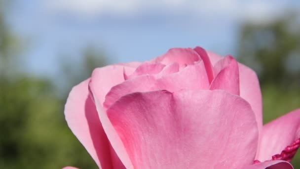 Рожева троянда рухається вітром — стокове відео