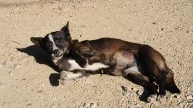 yerde yatan küçük köpek
