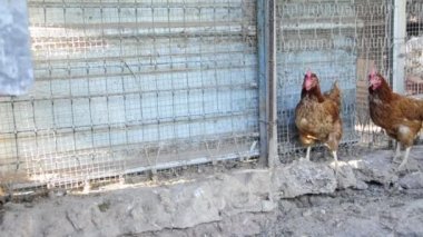 biraz da tavuk tavuk kümesi içinde