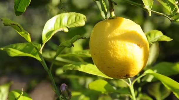 Lemon tree moved by the wind — Stock Video