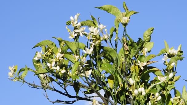 Um ramo com flores de laranjeira movidas pelo vento — Vídeo de Stock