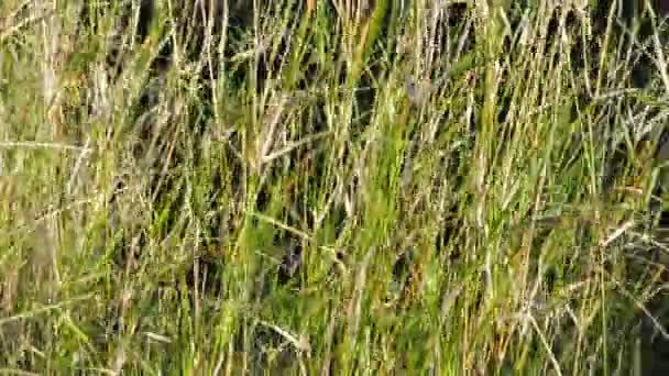 Травяное плетение на ветру — стоковое видео