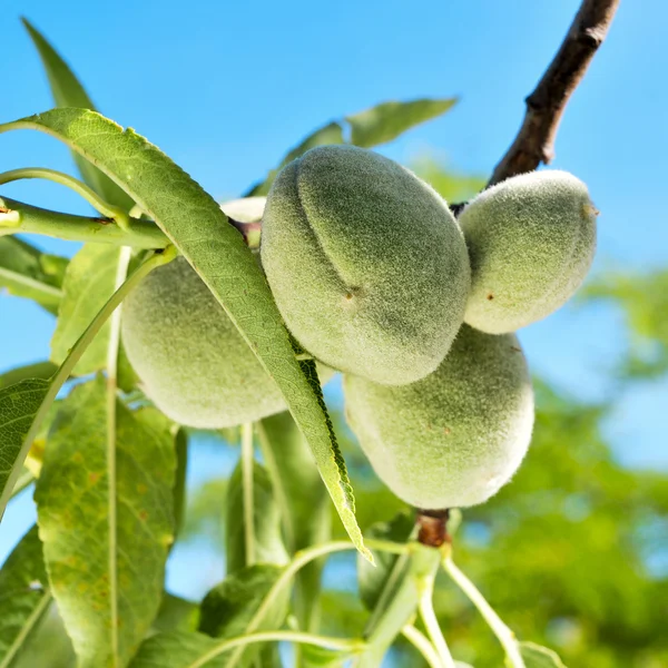 A branch of almond tree with some green almonds — Stock Photo, Image