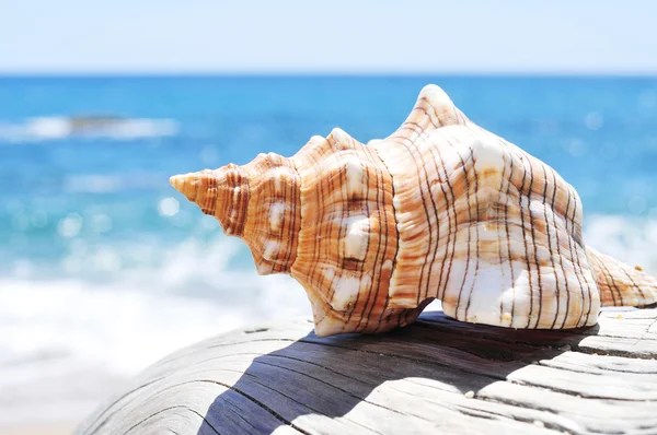 Conch on an old washed-out tree trunk in the beach — Stock Photo, Image