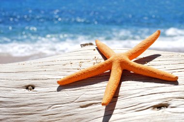 Orange seastar on an old washed-out tree trunk clipart