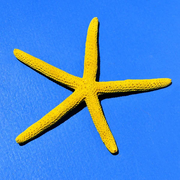 Primer plano de una estrella de mar amarilla — Foto de Stock