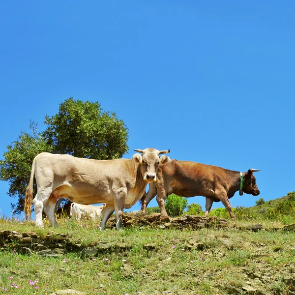 Vacas pastando no campo em Espanha — Fotografia de Stock