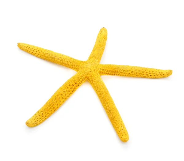 Sušený žlutá hvězdice — Stock fotografie