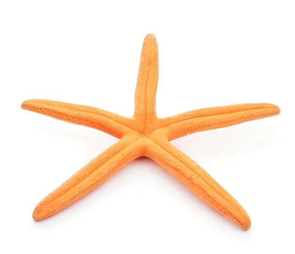 Dried orange starfish — Stock Photo, Image