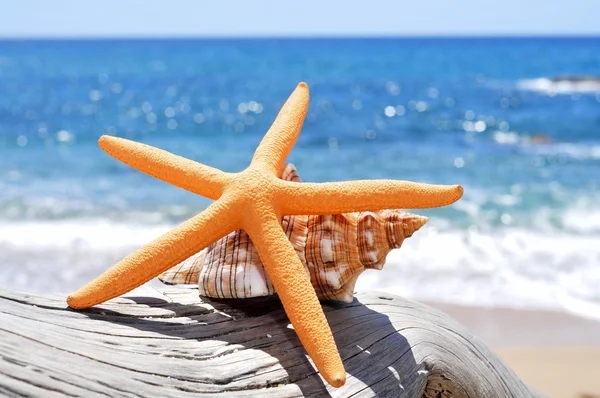 Starfish and conch on an old washed-out tree trunk in the beach — Zdjęcie stockowe