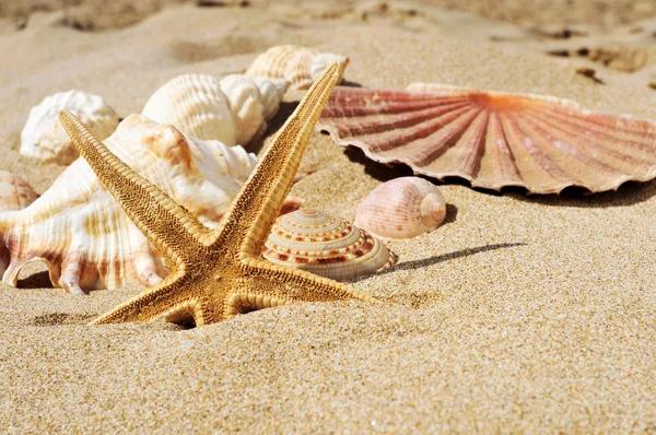 Estrelas do mar e conchas na areia de uma praia — Fotografia de Stock