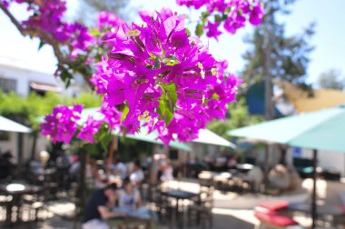 Begonviller içinde bir veranda Ibiza Adası, İspanya