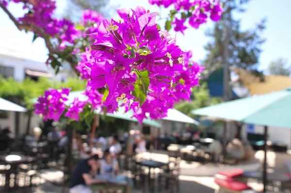 Begonviller içinde bir veranda Ibiza Adası, İspanya — Stok fotoğraf