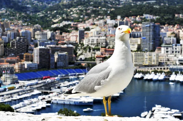 Seagull and Port Hercules in La Condamine — Stock Photo, Image