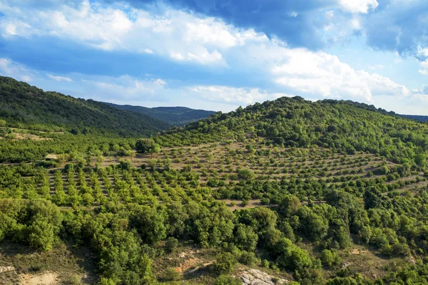 Φουντούκι άλσος δέντρα στα βουνά Prades, Ισπανία — Φωτογραφία Αρχείου
