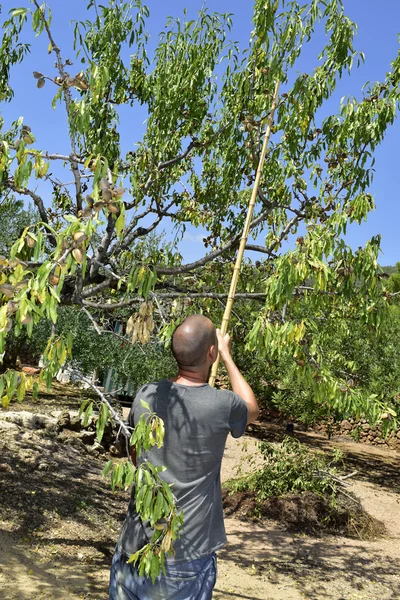 若い男がアーモンド アーモンドの木からの収穫 — ストック写真