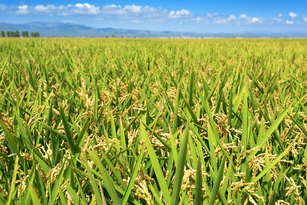 Paddy field in the Ebro Delta, in Catalonia — Stock Photo, Image