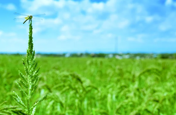 Libelle auf einem Reisfeld im ebro delta, in Katalonien — Stockfoto