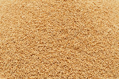 solmayan çiçek tohumları