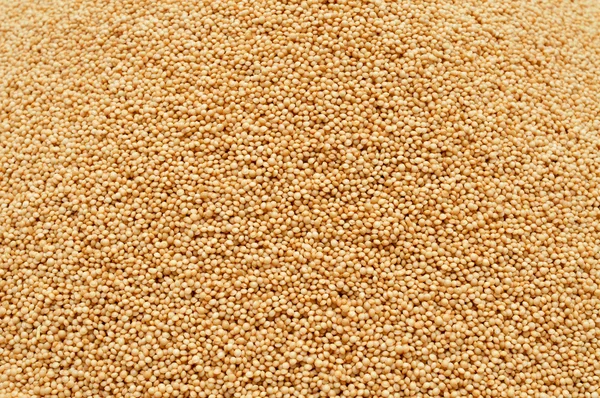 Amaranth seeds — Stock Photo, Image