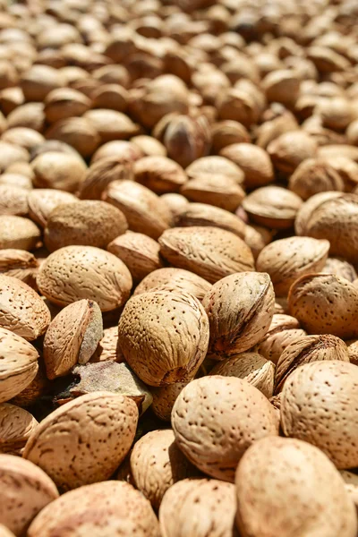 Almendras con cáscara — Foto de Stock