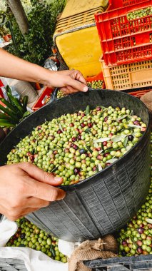 Geniş açılı bir bakış açısı, bir çiftçinin portakal hasadı sandıklarının ve İspanyol malikanesindeki aletlerin yanında arjantinli zeytinlerle dolu siyah bir sepeti eğdiğini gösteriyor.