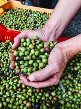Çiftçinin elleri bir avuç arquina zeytinini kırmızı ayıklama kasalarına döküyor, olgunluk karışımı ve yapraklar İspanya 'da görülebilir, küçük hasat