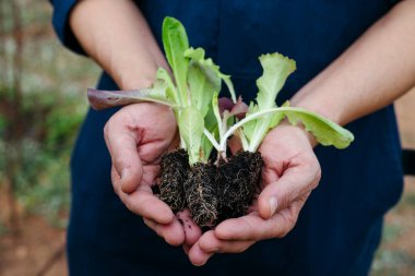 Önden bakıldığında, bir adam iki el arasında dinlenen birkaç genç marul tohumu sunar, onların narin kökleri toprak parçacıklarının üzerinde toplanır ve onlara yapışır.