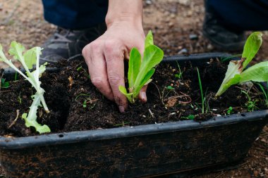 Genç bir marul bitkisinin gövdesini korumak için nemli toprak ve bitki yüzeyi boyunca görülebilen küçük kökleri olan toprağı nazikçe eliyle çevresine bastıran bir adamın yakın çekimi.