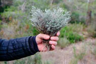 Bir adam elinde bir demet yabani kekik gösterir. Ormandan toplanır, narin yaprakları ve odunsu kökleri bulanık yeşilliklere karşı vurgular.