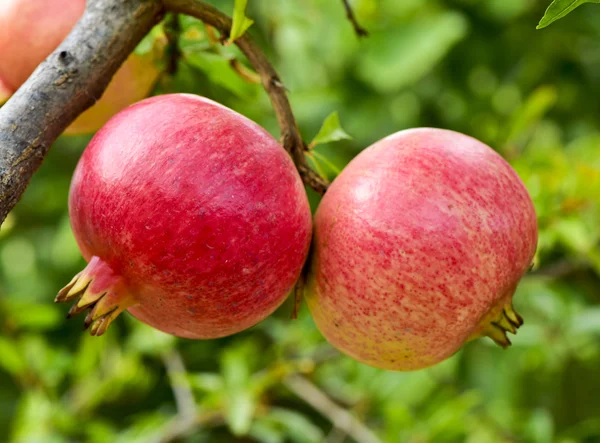 Гранатовые плоды, висящие на дереве — стоковое фото
