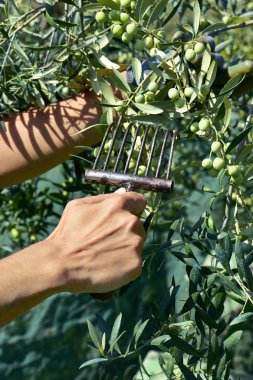 İspanya zeytin hasat