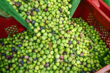 İspanya zeytin hasat