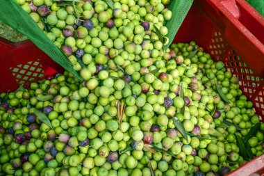 harvesting olives in Spain clipart