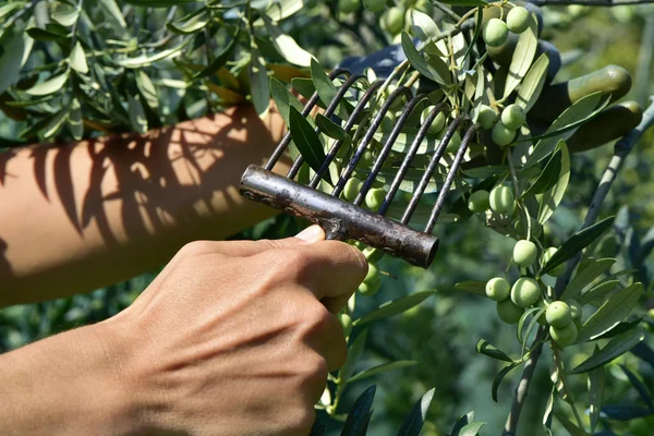 Ung man skörda oliver i Spanien — Stockfoto