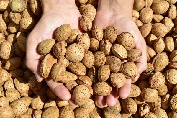 Joven con almendras en cáscara en sus manos —  Fotos de Stock