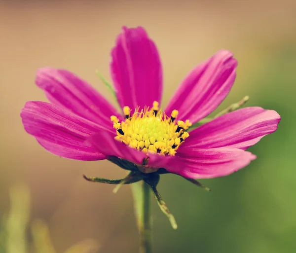 Colorful pink daisy — Stock Photo, Image