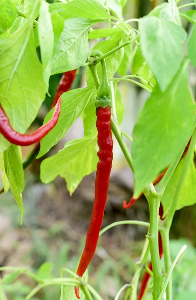 Red chili peppers in the plant — Stock Photo, Image